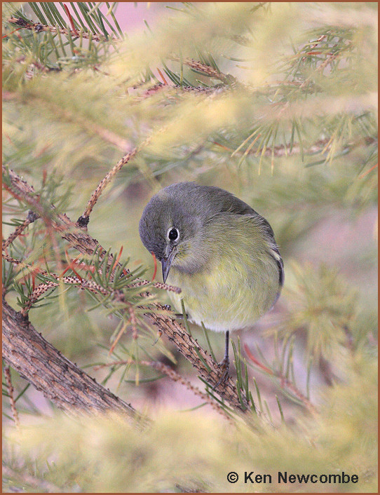 Orange-crowned Warbler